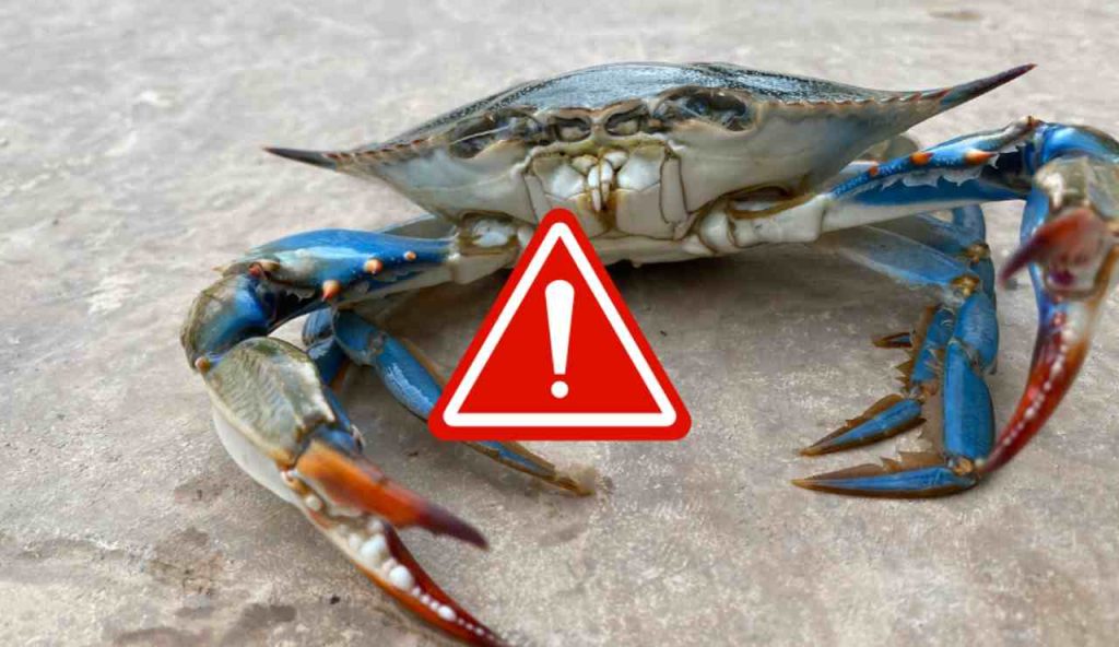 Illustrazione di un granchio blu (Canva FOTO) - marinecue.it