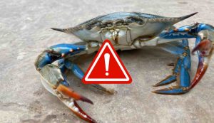 Illustrazione di un granchio blu (Canva FOTO) - marinecue.it