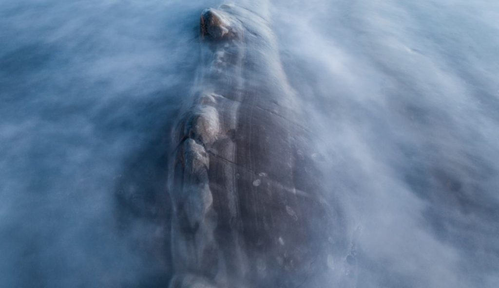 Illustrazione di un mostro marino (Canva FOTO) - marinecue.it