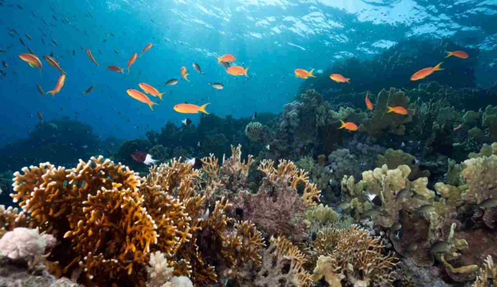Illustrazione di un oceano pulito (Canva FOTO) - marinecue.it