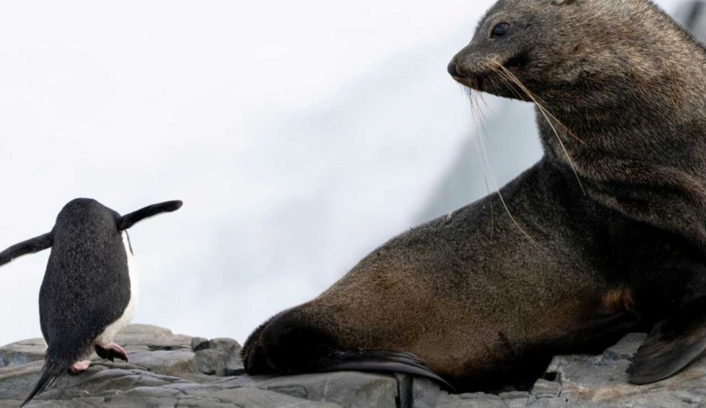 Illustrazione di un pinguino e di una foca (Canva FOTO) - marinecue.it