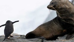 Illustrazione di un pinguino e di una foca (Canva FOTO) - marinecue.it
