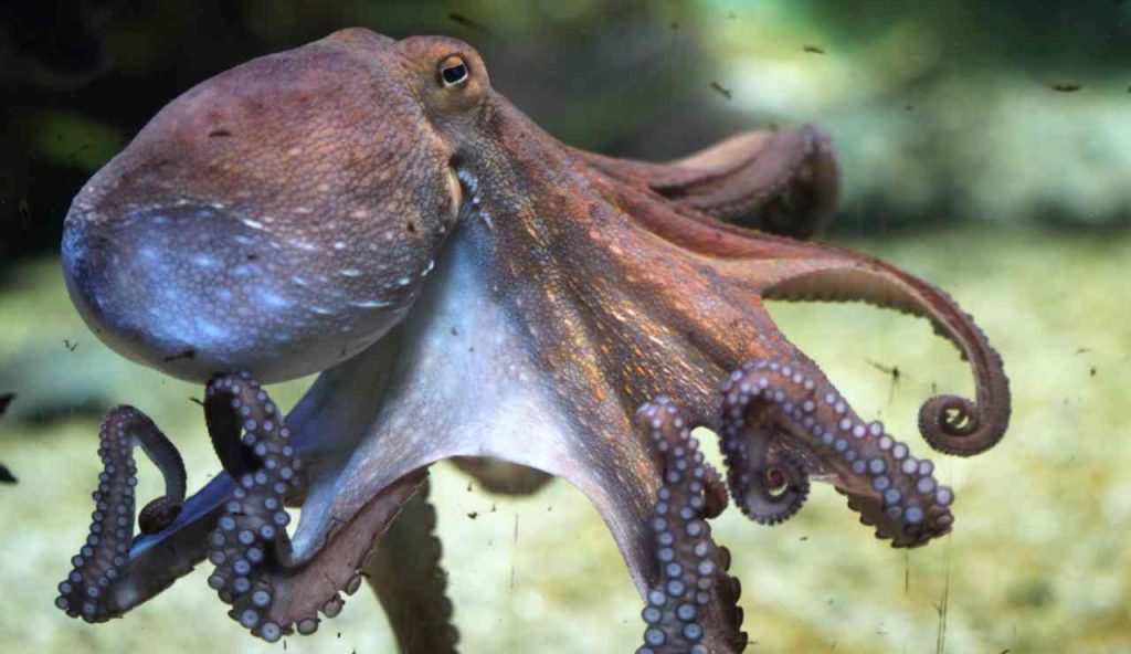 Illustrazione di un polpo (Canva FOTO) - marinecue.it