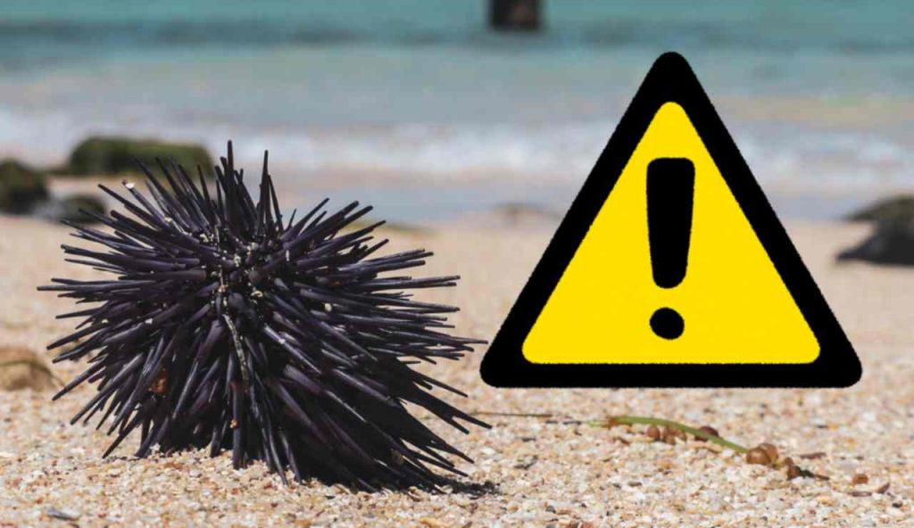 Illustrazione di un riccio di mare (Canva FOTO) - marinecue.it