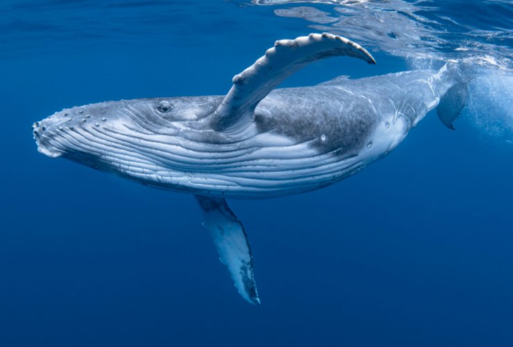Illustrazione di una balena (Canva FOTO) - marinecue.it