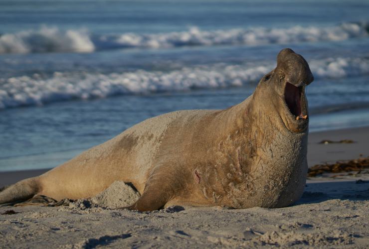 Illustrazione di una foca elefante (Canva FOTO) - marinecue.it