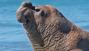 Illustrazione di una foca elefante (Canva FOTO) - marinecue.it