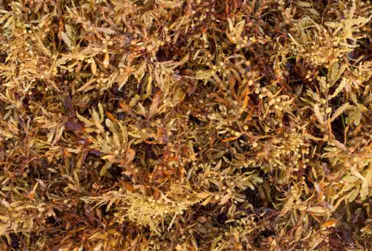 Illustrazione di una foresta di Sargassum (Canva FOTO) - marinecue.it
