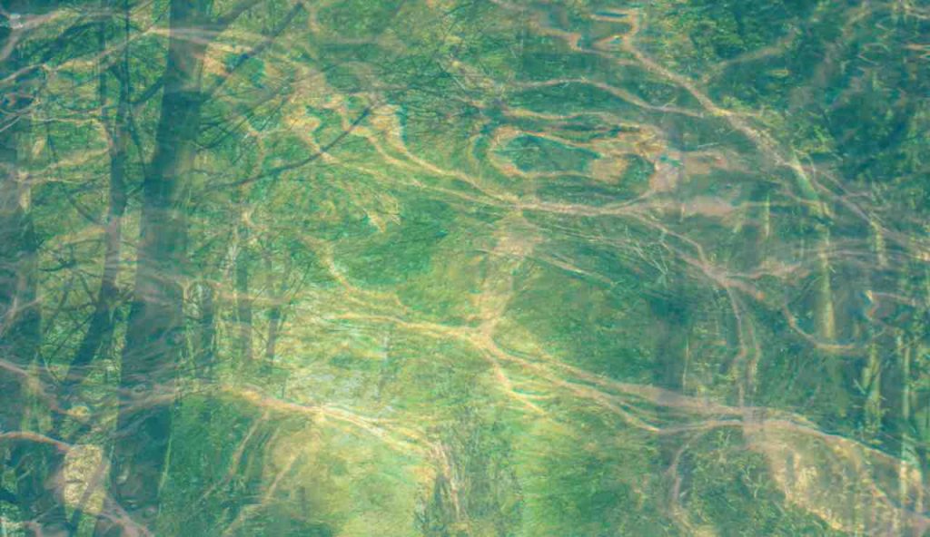 Illustrazione di una foresta dorata sotto l'acqua (Canva FOTO) - marinecue.it