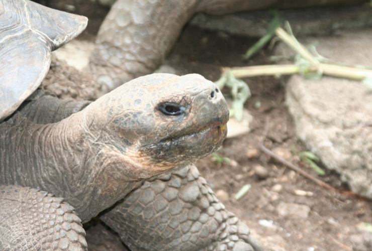 Illustrazione di una tartaruga delle Galapagos (Canva FOTO) - marinecue.it