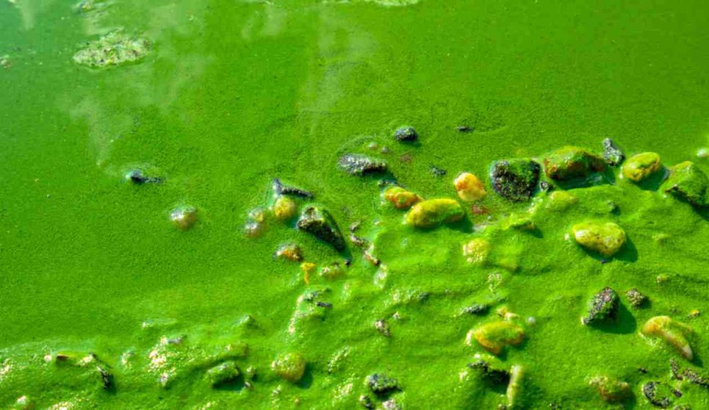 Illustrazione di un'alga pericolosa (Canva FOTO) - marinecue.it