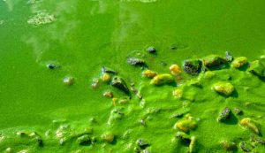 Illustrazione di un'alga pericolosa (Canva FOTO) - marinecue.it