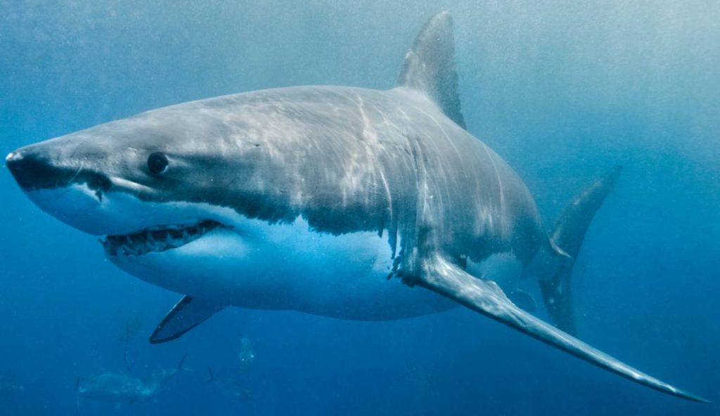 Illustrazione di uno squalo bianco (Canva FOTO) - marinecue.it