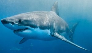 Illustrazione di uno squalo bianco (Canva FOTO) - marinecue.it