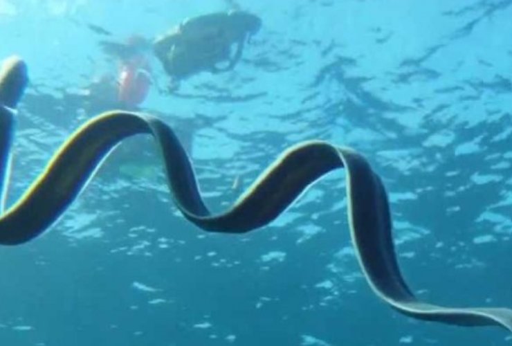 Serpente marino