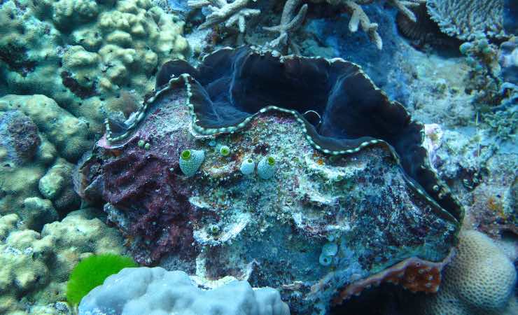 Un bivalve ultracentenario