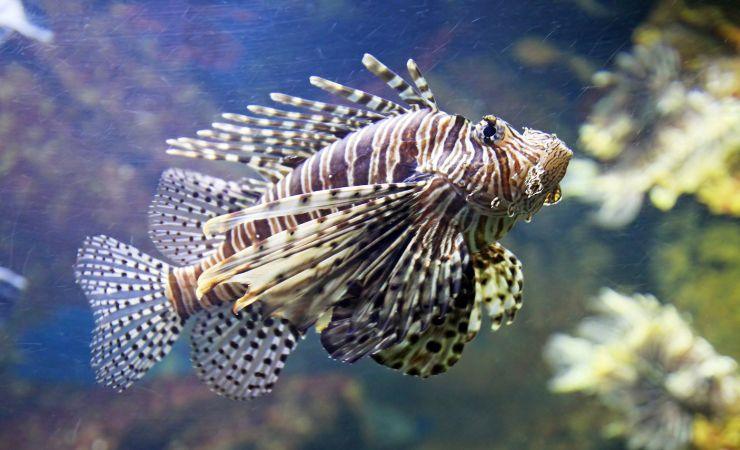 Pesce scorpione