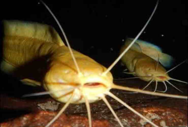 Pesce caverne