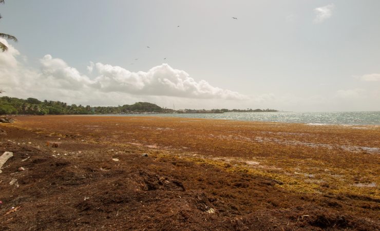 sargasso su spiaggia