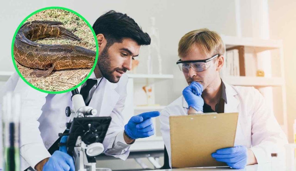 Scoprire animale in estinzione