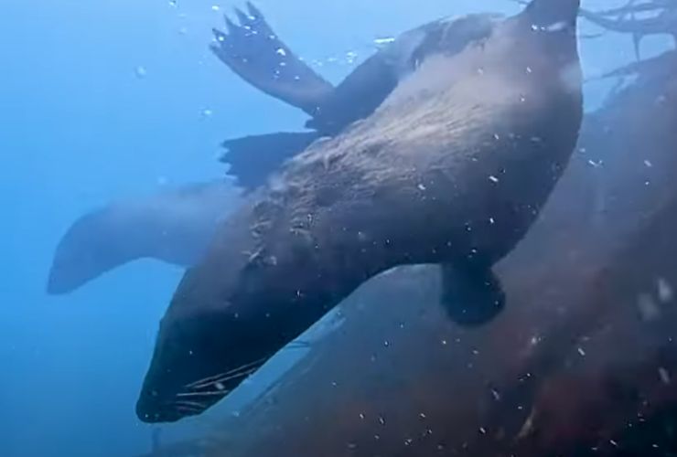 Foca