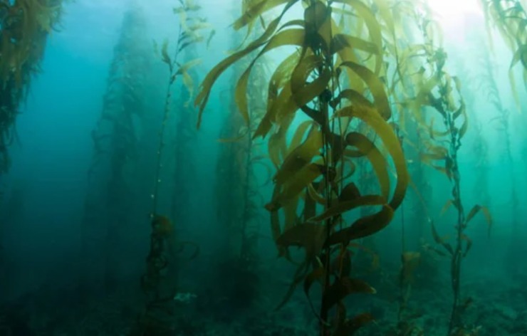 Alghe kelp (Depositphotos foto) - www.marinecue.it