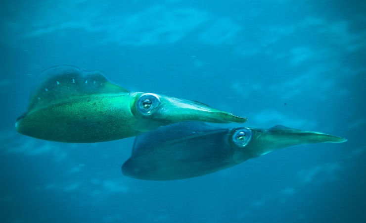 Calamari