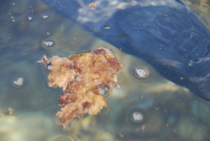 Come si presenta l'Ostreopsis Ovata