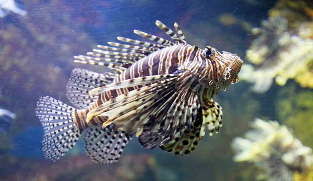 Una specie complicata
