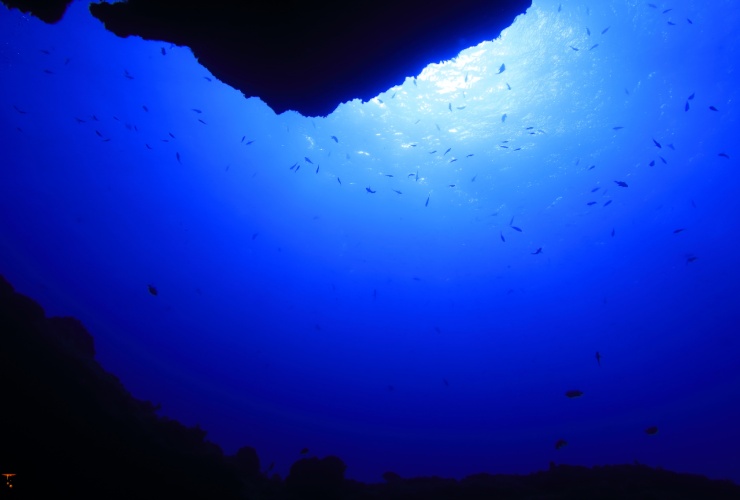 Illustrazione del fondale marino (Canva FOTO) - marinecue.it