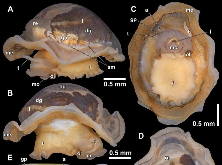 Illustrazione del nuovo mollusco (Chen et al., 2025 FOTO) - marinecue.it
