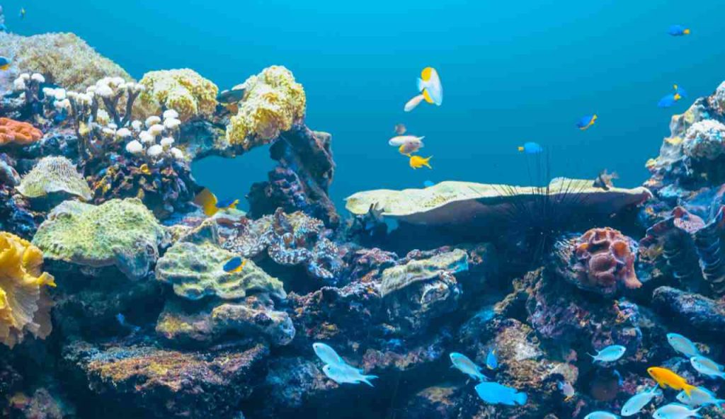 Illustrazione della fauna e flora marina (Canva FOTO) - marinecue.it