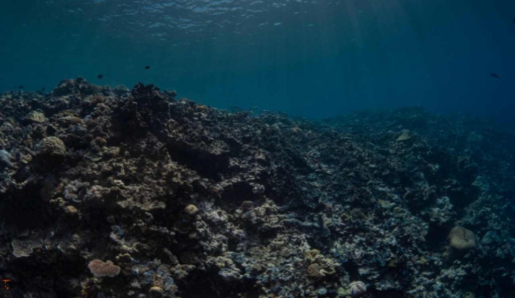 Illustrazione delle profondità marine (Canva FOTO) - marinecue.it