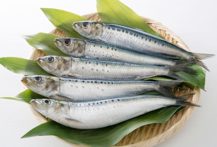 Illustrazione di alcune sardine (Canva FOTO) - marinecue.it
