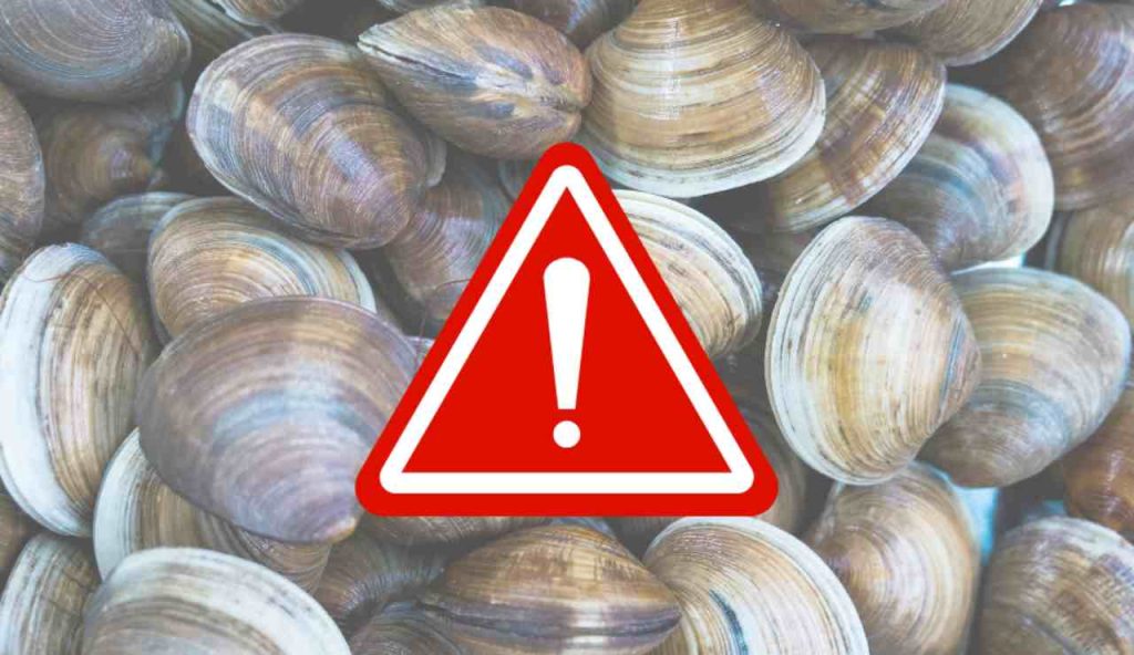 Illustrazione di alcune vongole (Canva FOTO) - marinecue.it