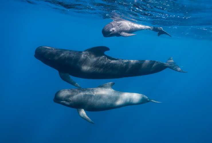 Illustrazione di alcuni cetacei (Canva FOTO) - marinecue.it