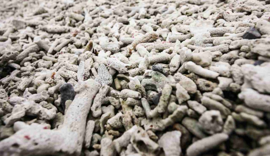 Illustrazione di alcuni coralli morti (Canva FOTO) - marinecue.it