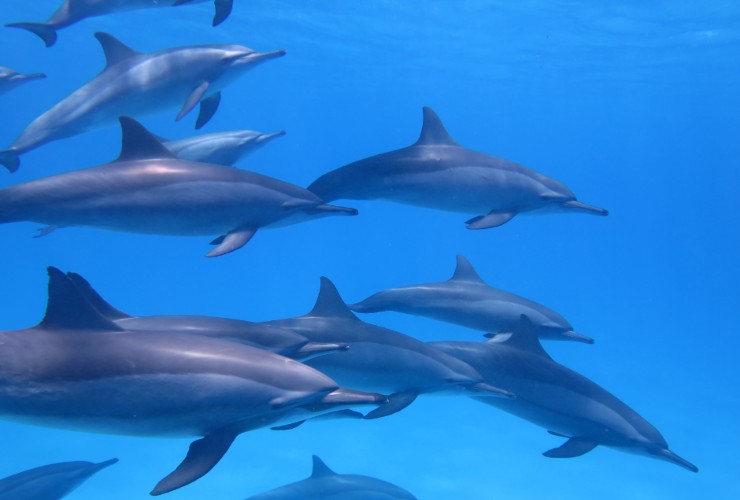 Illustrazione di alcuni delfini (Canva FOTO) . marinecue,it