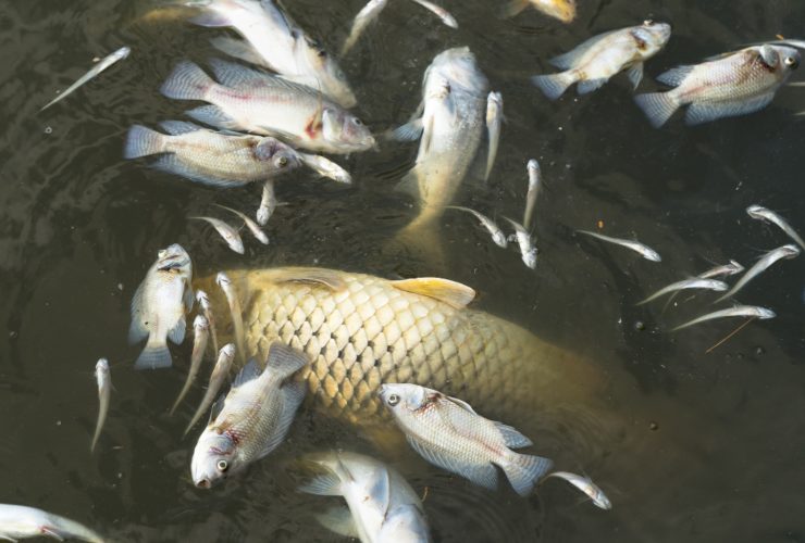 Illustrazione di alcuni pesci morti (Canva FOTO) - marinecue.it