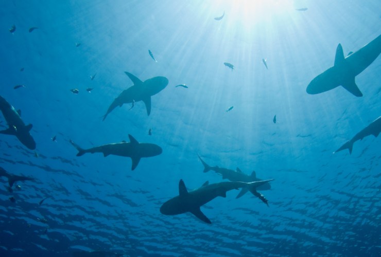 Illustrazione di alcuni squali (Canva FOTO) - marinecue.it