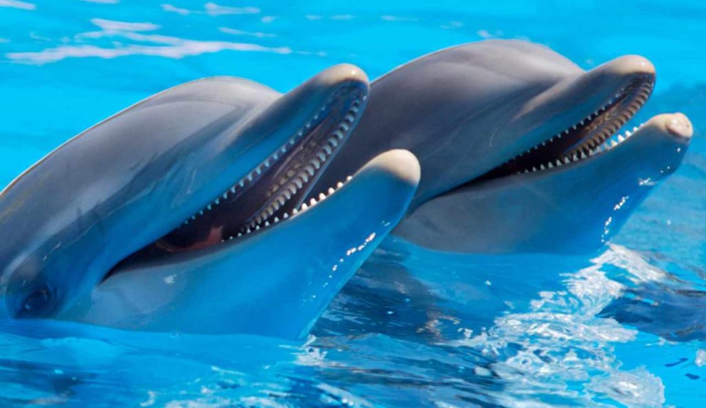 Illustrazione di due delfini (Canva FOTO) - marinecue.it