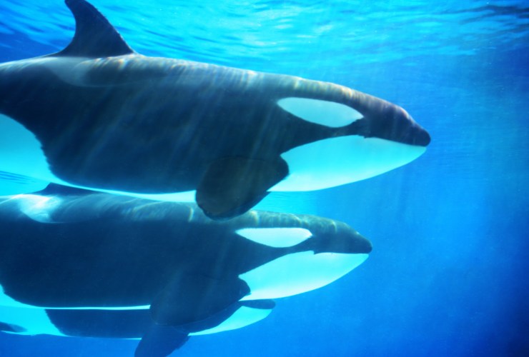 Illustrazione di due orche (Canva FOTO) - marinecue.it