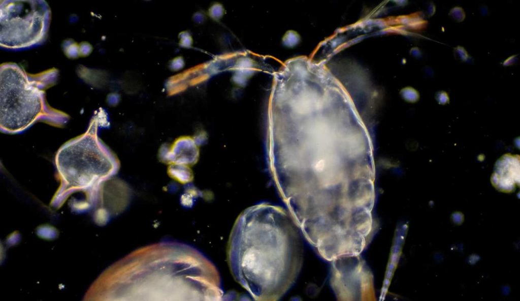 Illustrazione di plankton (Canva FOTO) - marinecue.it