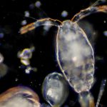 Illustrazione di plankton (Canva FOTO) - marinecue.it