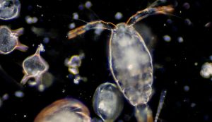 Illustrazione di plankton (Canva FOTO) - marinecue.it