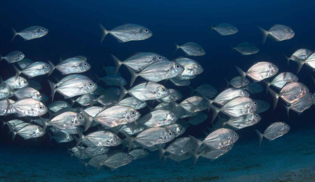 Illustrazione di un banco di pesci (Canva FOTO) - marinecue.it