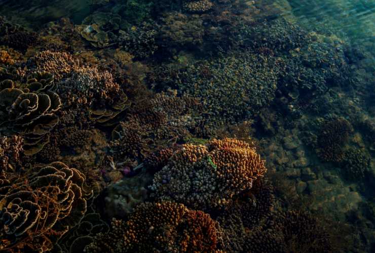 Illustrazione di un corallo nero (Canva FOTO) - marinecue.it