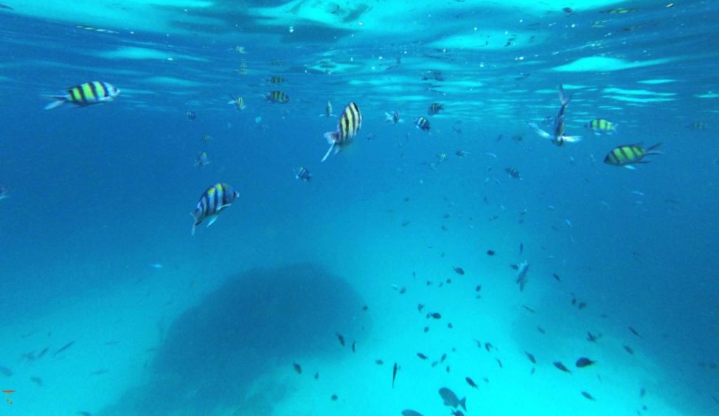 Illustrazione di un fondale (canva FOTO) - marinecue.it