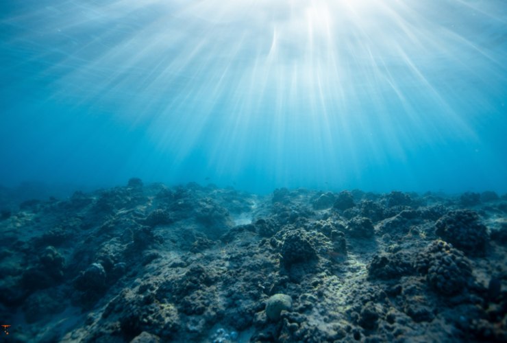 Illustrazione di un fondale oceanico (Canva FOTO) - marinecue.it