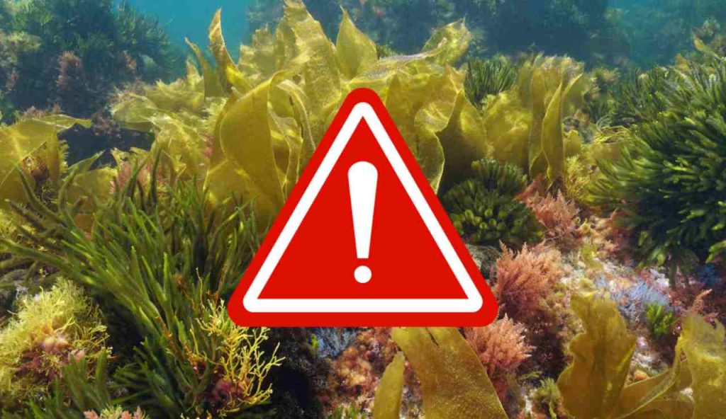 Illustrazione di un pericolo (Canva FOTO) - marinecue.it